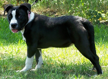 DDDawgs Daisy Cutter